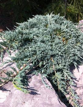 Juniperus horizontalis Icee Blue® ('Monber') (PP9639)
