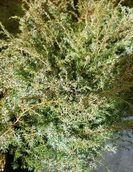 Juniperus communis var. 'Depressa'