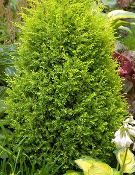 Juniperus communis 'Gold Cone'