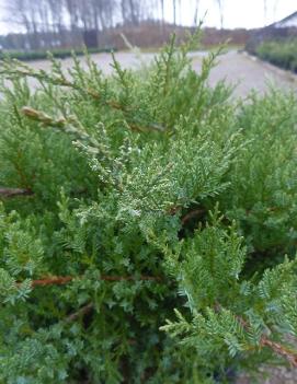 Juniperus x pfitzeriana 'Pfitzeriana Compacta'