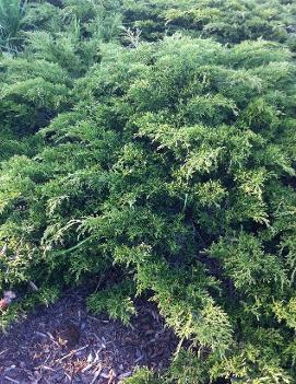 Juniperus sabina Calgary Carpet® ('Monna')