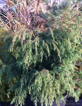 Juniperus pingii