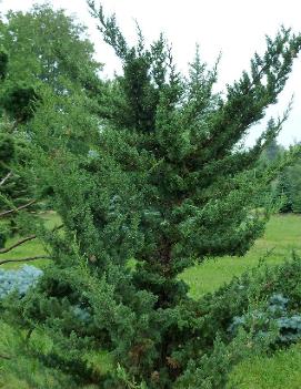 Juniperus virginiana 'Robusta Green'