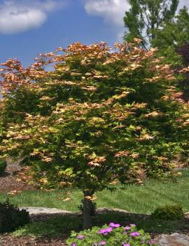 Acer palmatum 'Tsuma-gaki'