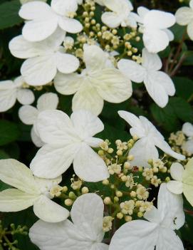 Viburnum plicatum f. tomentosum 'Summer Snowflake' (COPF)