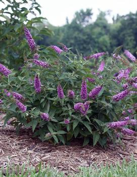 Buddleia x Lo & Behold® Pink Micro Chip ('Pink Micro Chip') (PP26547, CPBRAF)