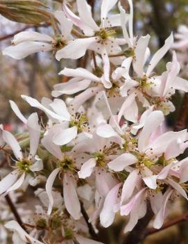 Amelanchier x grandiflora 'Robin Hill'