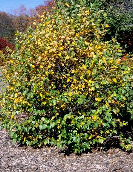 Betula nigra Fox Valley® ('Little King')