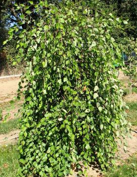 Betula nigra 'Summer Cascade' (PP15105)