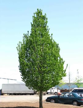 Carpinus betulus Emerald Avenue® ('JFS-KW1CB') (PP22814)