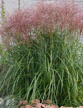 Miscanthus sinensis Red-silver ('Rotsilber')