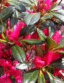 Azalea (Rhododendron) 'Girard's Rose'