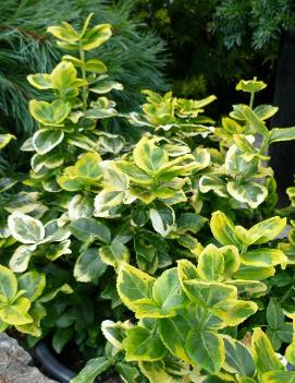 Euonymus fortunei 'Gold Tip' (COPF)