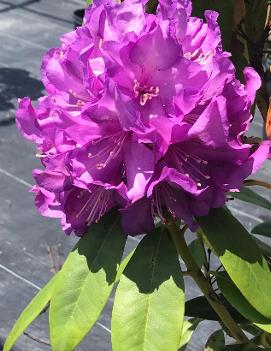 Rhododendron 'Purple Passion' (PP9981)