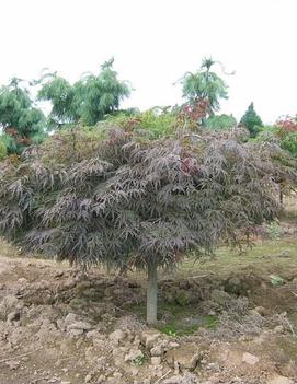 Acer palmatum dissectum 'Nigrum'