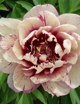 Paeonia itoh 'All That Jazz'