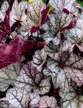 Heuchera x 'Spice Curls' (USPPAF)