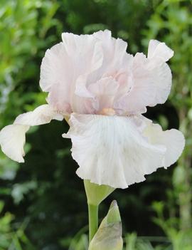 Iris germanica 'Cherished'