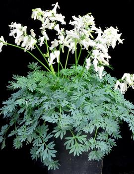 Dicentra x 'Amore™ Titanium' (PP15599)