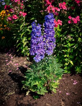 Delphinium x Laser Beam™ ('Holtlabea812') (PPAF)