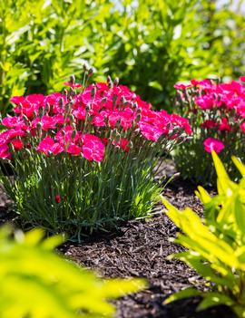 Dianthus gratianopolitanus 'Glamour Time'