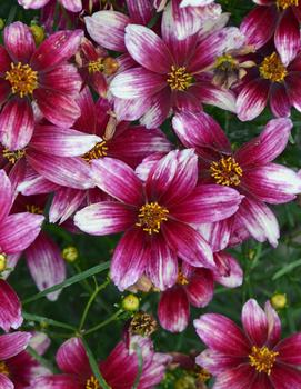 Coreopsis verticillata 'Zesty Zinger' (PP29921)