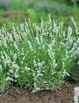 Lavandula angustifolia 'Big Time White'