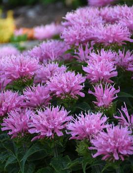 Monarda didyma 'Pink Frosting'