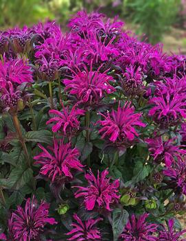 Monarda didyma 'Rockin' Raspberry' (PP28752)