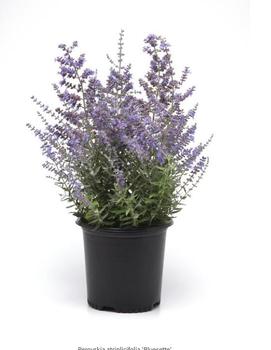Perovskia atriplicifolia 'Bluesette'
