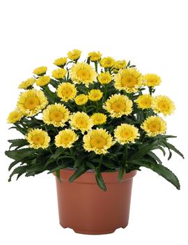 Leucanthemum maximum 'Sweet Daisy® Izabel'