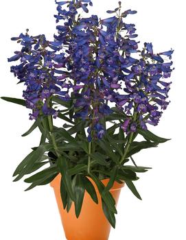 Penstemon barbatus 'Pristine Blue'