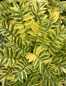 Polemonium pulcherrima 'Golden Feathers'