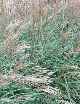 Miscanthus sinensis 'Little Kitten'