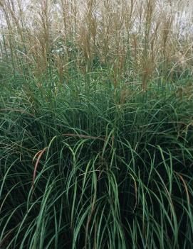 Miscanthus sinensis 'Positano'