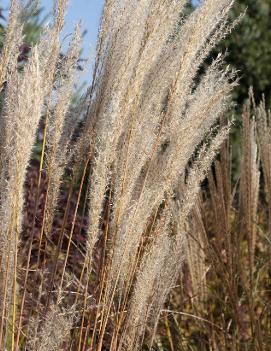 Miscanthus purpurascens