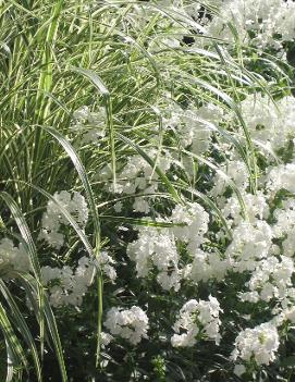 Miscanthus sinensis 'Variegatus'