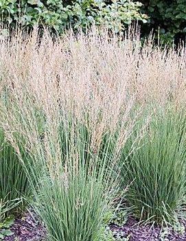 Molinia caerulea 'Moorflamme'
