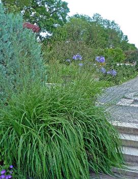 Molinia caerulea ssp. arundinacea 'Skyracer'