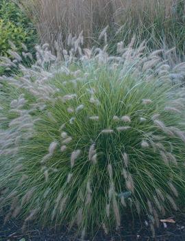 Pennisetum alopecuroides 'Piglet' (PP19074)