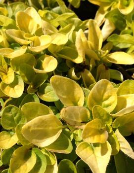 Origanum vulgare 'Aureum'
