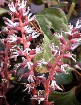Pachysandra procumbens