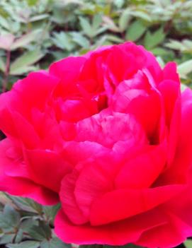 Paeonia suffruticosa 'Kao'