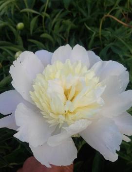 Paeonia 'Primavere'