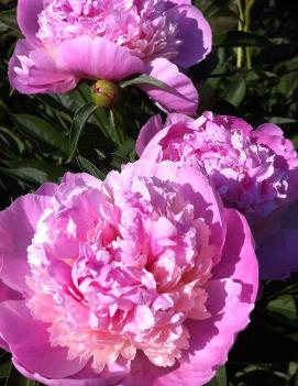 Paeonia 'Raspberry Sundae'