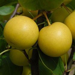 Pear 'Nijisseiki'
