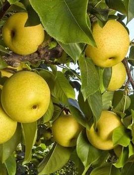 Pear 'Shinseiki'
