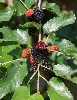 Morus alba 'Pendula (fruiting)'