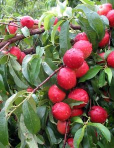 Nectarine 'Hardired'