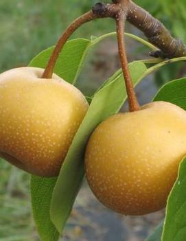 Pear 'Chojuro'